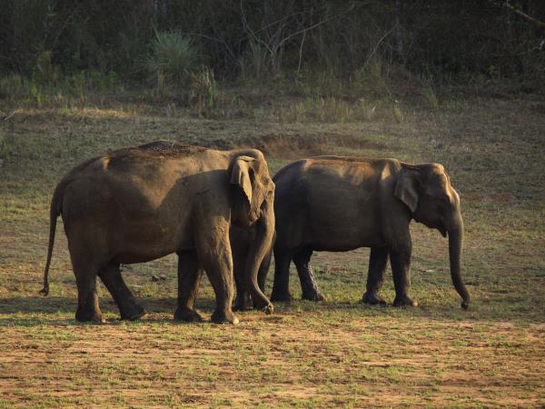 Highlights of Kerala tour, 16 days