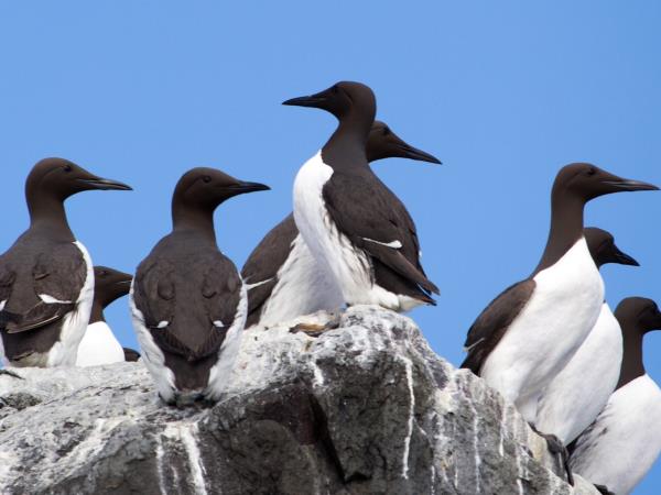 Kayaking wildlife safari in the Swedish Archipelago