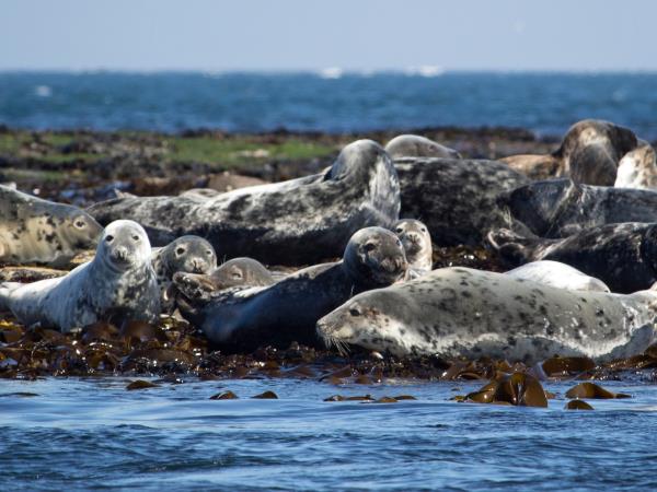 Kayaking wildlife safari in the Swedish Archipelago