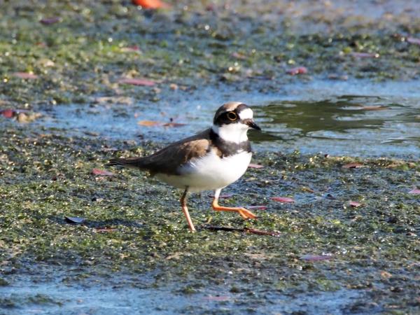 Kayaking wildlife safari in the Swedish Archipelago