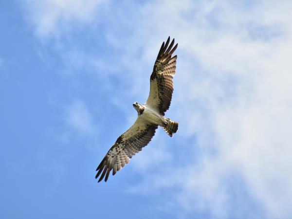 Kayaking wildlife safari in the Swedish Archipelago