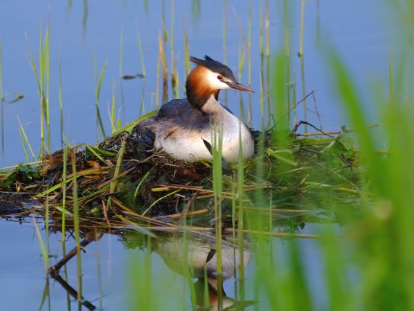 Kayaking wildlife safari in the Swedish Archipelago