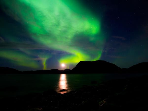 Swim with killer whales and humpback whales in Norway