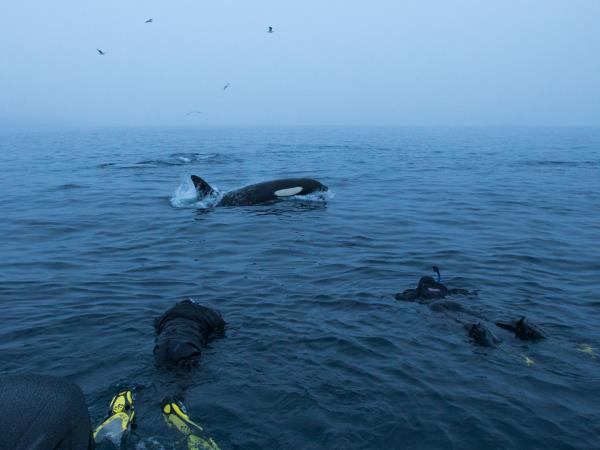 Swim with killer whales and humpback whales in Norway