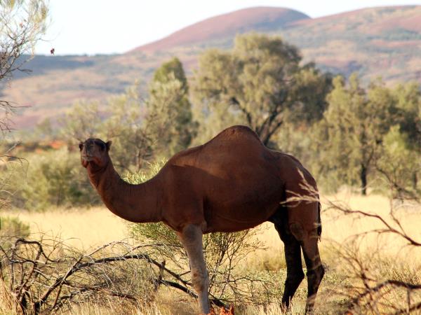 Australia wildlife tour in Northern Territory