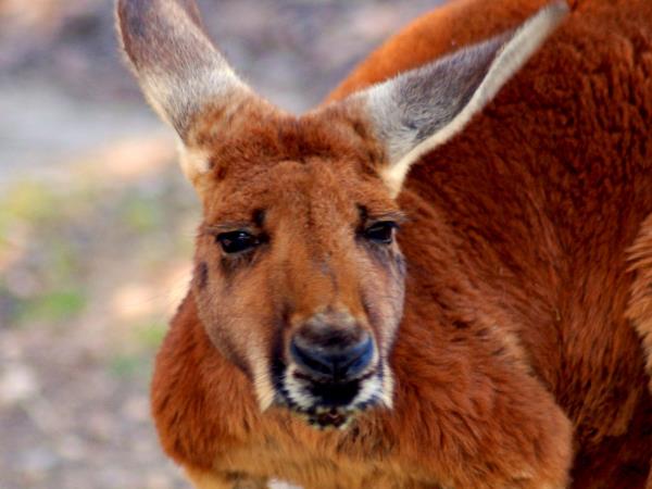 Australia wildlife tour in Northern Territory