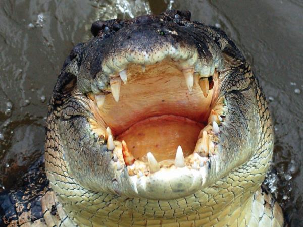 Australia wildlife tour in Northern Territory