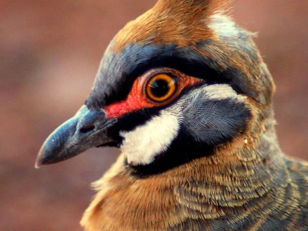 Australia wildlife tour in Northern Territory