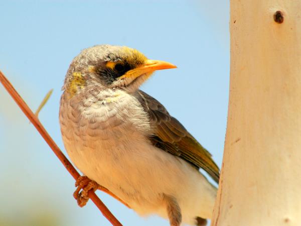 Australia wildlife tour in Northern Territory