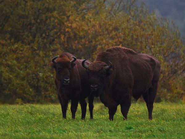 Bialowieza forest wildlife tour in Poland