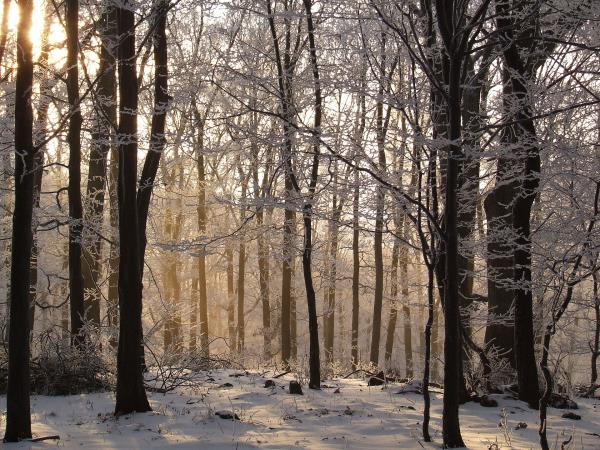 Bialowieza forest wildlife tour in Poland