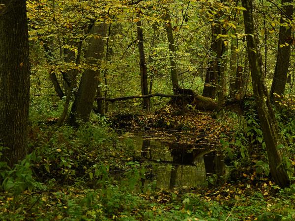 Bialowieza forest wildlife tour in Poland