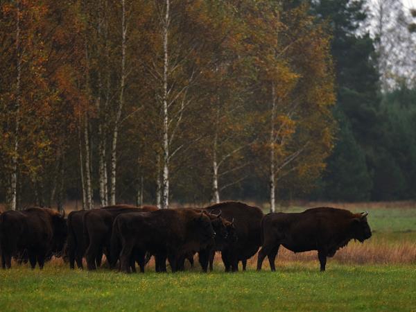 Bialowieza forest wildlife tour in Poland