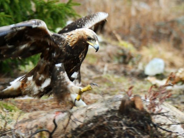 Bialowieza forest wildlife tour in Poland