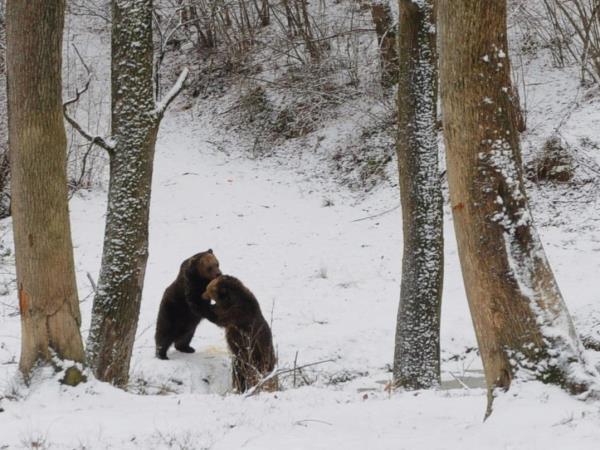 Transylvania winter tour in Romania, self drive