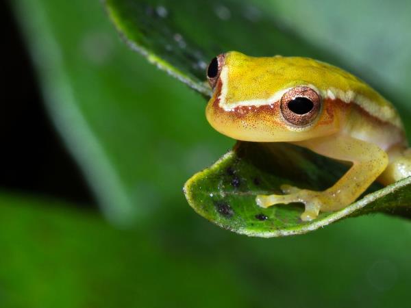 Belize vacation, wildlife, culture and beach