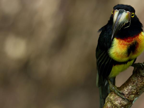 Belize vacation, wildlife, culture and beach