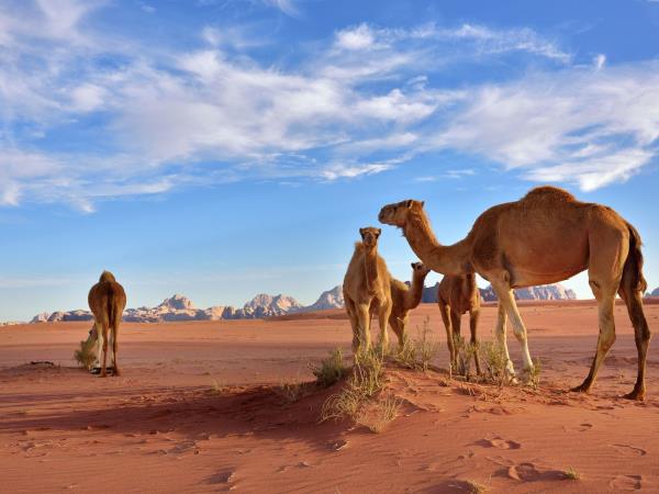 Honeymoon in Jordan