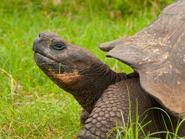 Galapagos cruise plus Ecuador and Peru