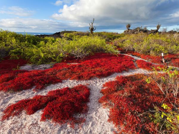 Galapagos cruise plus Ecuador and Peru