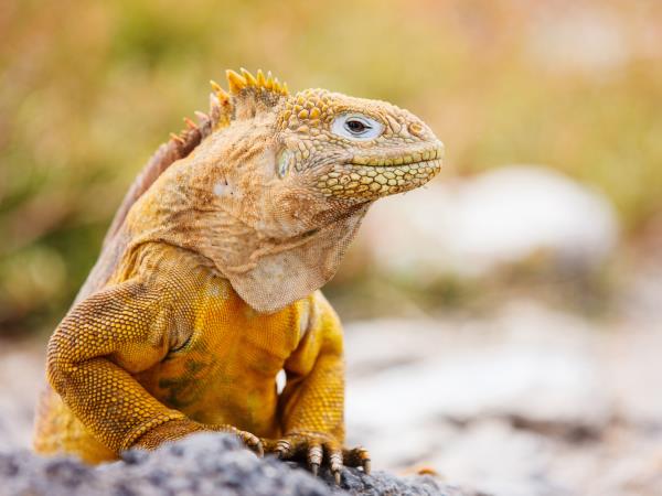Galapagos cruise plus Ecuador and Peru