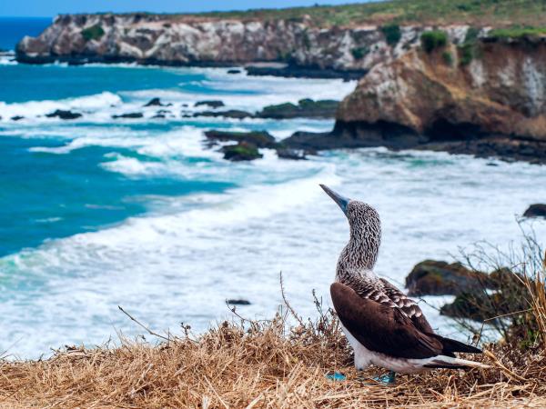 Galapagos cruise plus Ecuador and Peru