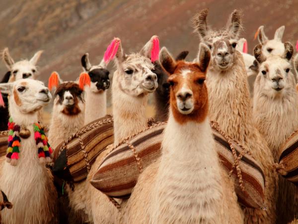 Peru cycling vacation
