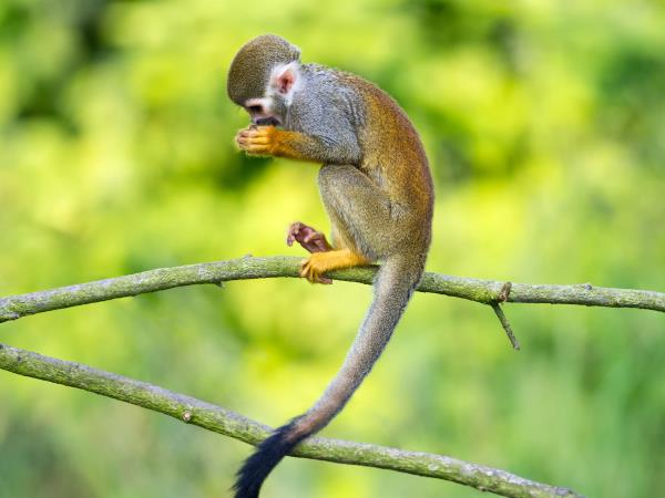 Galapagos and Ecuador wildlife tour