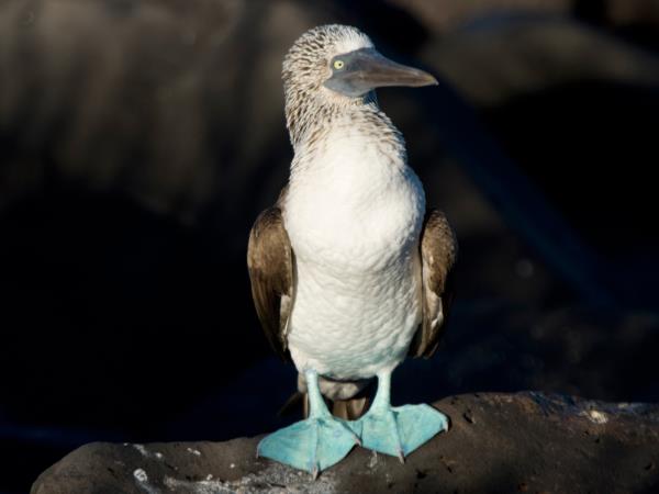 Galapagos and Ecuador wildlife tour