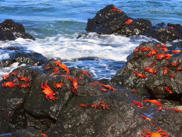 Galapagos and Ecuador wildlife tour