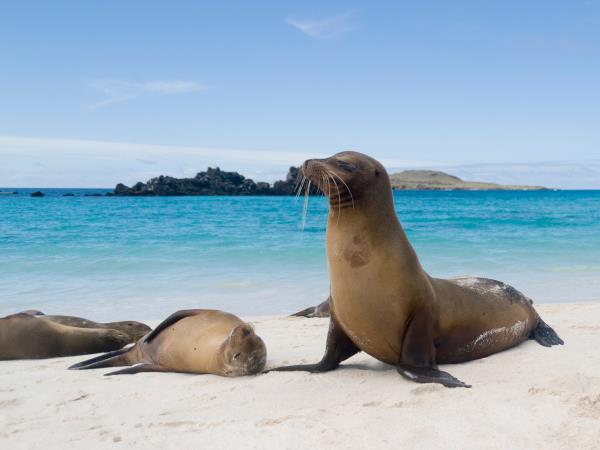Galapagos and Ecuador wildlife tour