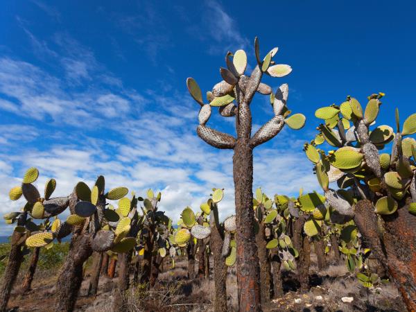 Galapagos and Ecuador wildlife tour