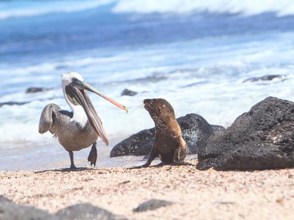Galapagos cruise