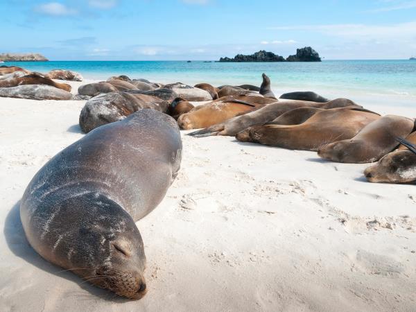 Galapagos wildlife cruise