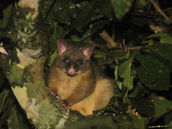 Tasmania and Victoria wildlife vacation, Australia