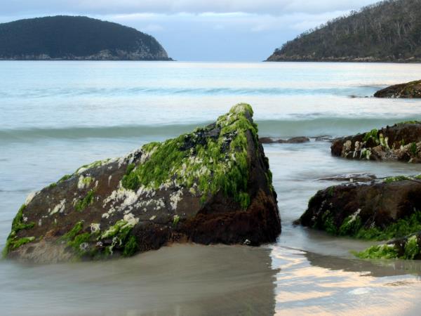 Tasmania and Victoria wildlife vacation, Australia