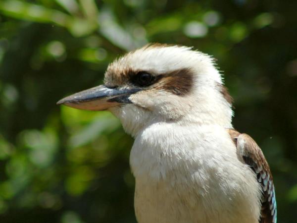 Tasmania and Victoria wildlife vacation, Australia