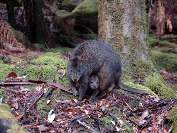 Tasmania and Victoria wildlife vacation, Australia