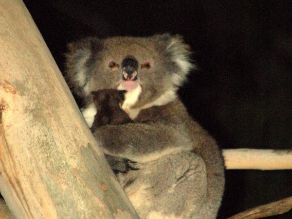 Tasmania and Victoria wildlife vacation, Australia