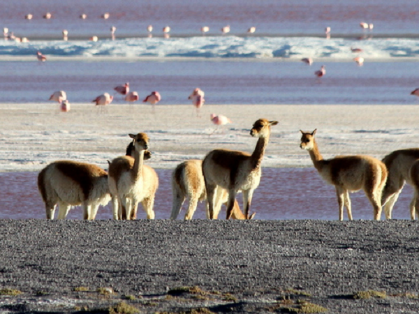 Bolivia photography vacation