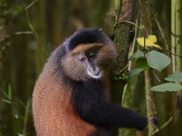 Rwanda primates & Mafia Island holiday