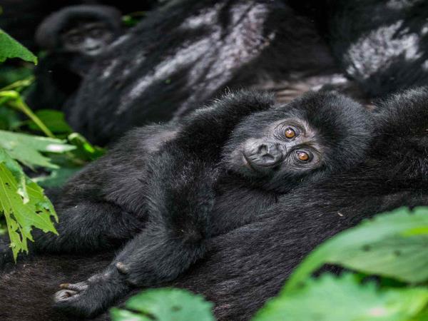 Uganda safari, tailor made