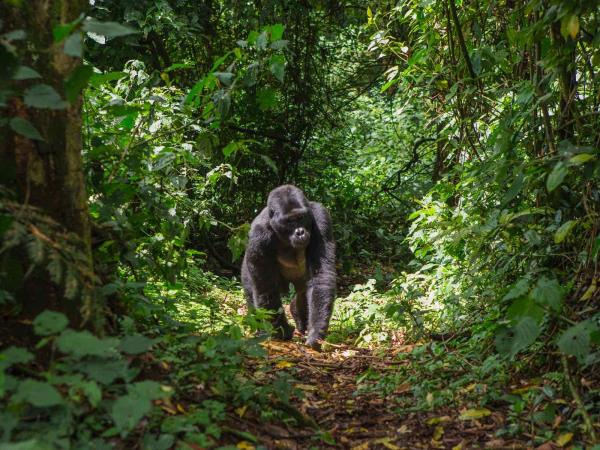 Uganda safari, tailor made