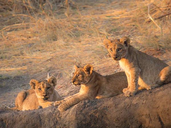 Tanzania vacation, Kilimanjaro trek, safari & beach