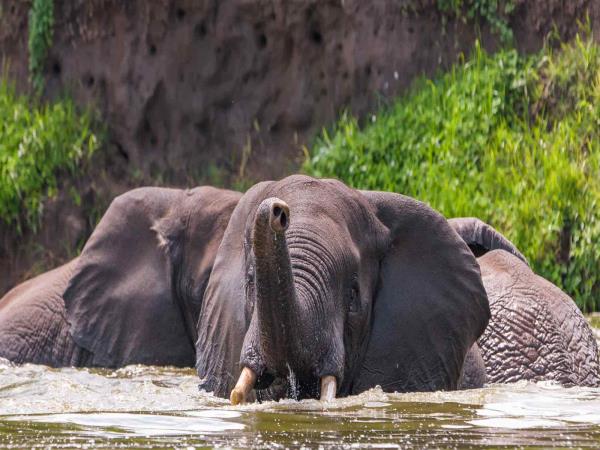 Uganda highlights tour