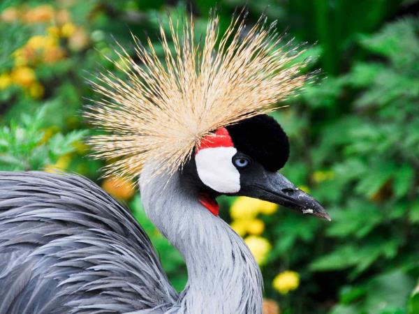 Best of Uganda wildlife tour