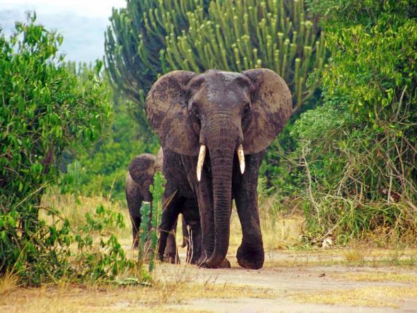 Best of Uganda wildlife tour