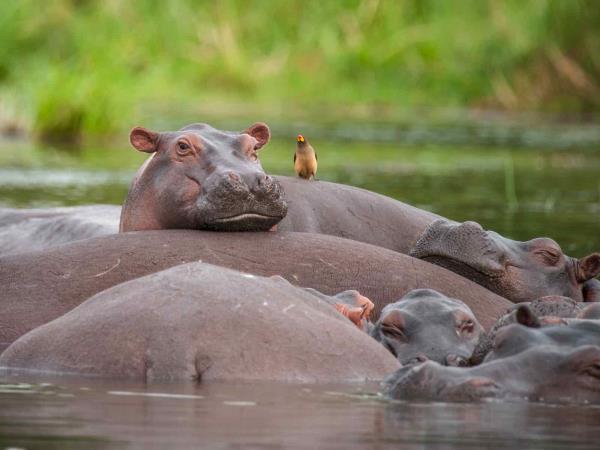 Best of Uganda wildlife tour