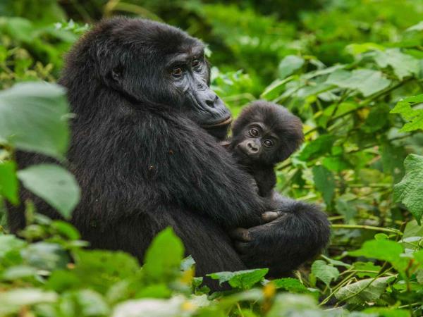 Best of Uganda wildlife tour