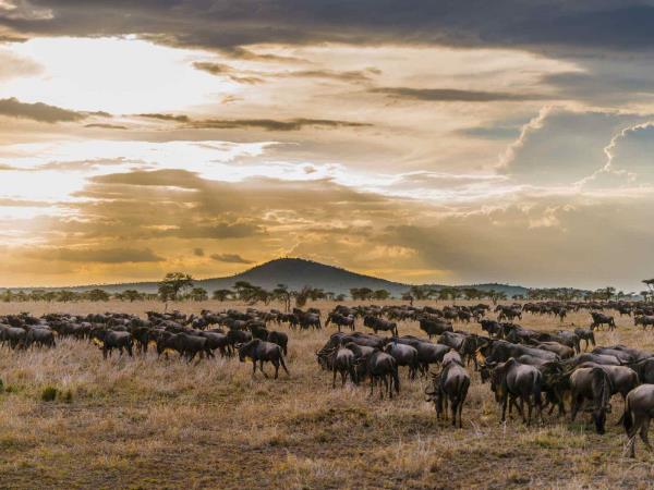 Serengeti safari holiday, Tanzania